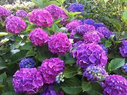 hortenzija-lila-plava-sadnice-slika-40130899